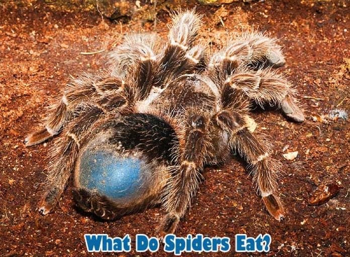 What do spiders eat? What do spiders eat?