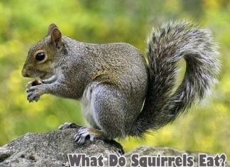 What Do Squirrels Eat?