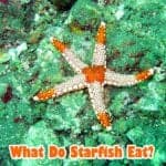 What Do Starfish Eat?