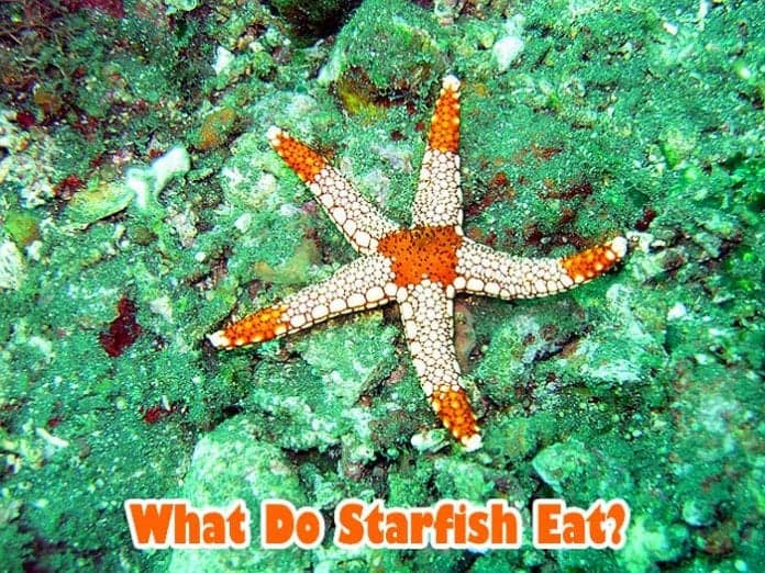 What Do Starfish Eat?