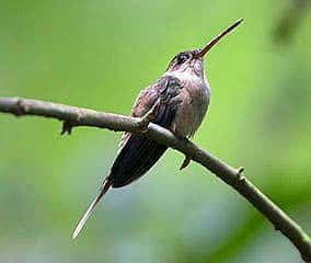 what do straight-billed hermits eat?