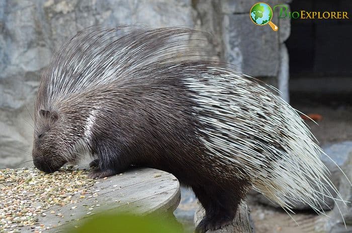 What Do Sumatran Porcupines Eat? What Do Sumatran Porcupines Eat?