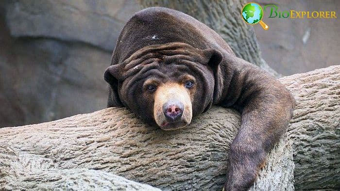 What Do Sun Bears Eat? What Do Sun Bears Eat?