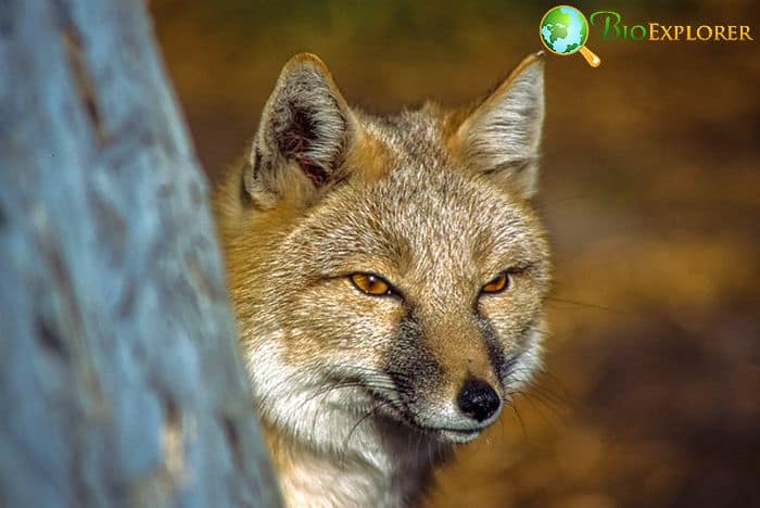 What Do Swift Foxes Eat? What Do Swift Foxes Eat?
