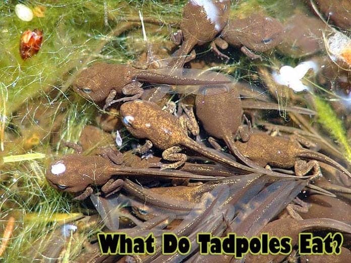 What do tadpoles eat?