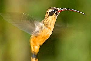 what do tawny-bellied hermits eat?