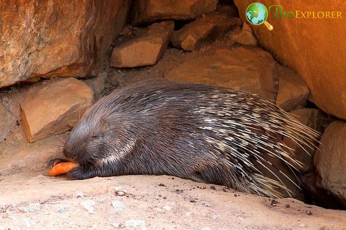 What Do Thick-Spined Porcupines Eat? What Do Thick-Spined Porcupines Eat?