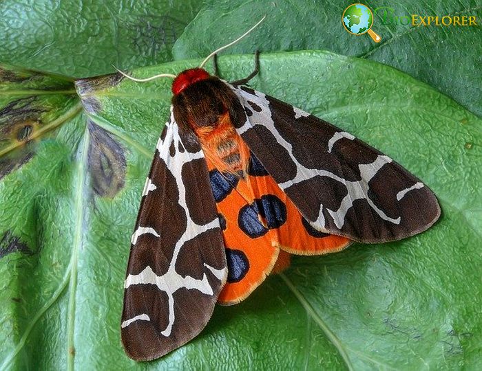 What Do Tiger Moths Eat?