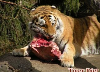 what do tigers eat?