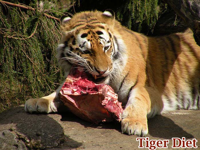 tiger hunting prey