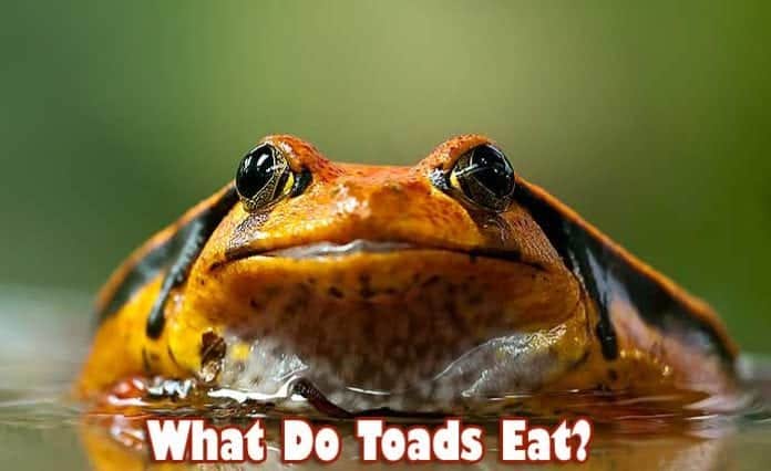 What do toads eat? What do toads eat?