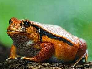 what do tomato frogs eat?
