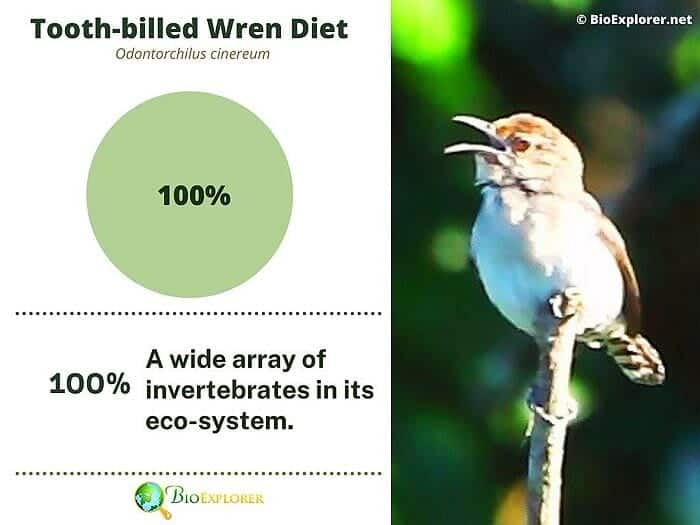 What Do Tooth Billed Wrens Eat? What Do Tooth Billed Wrens Eat?