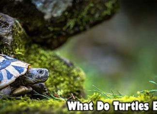 What Do Turtles Eat?