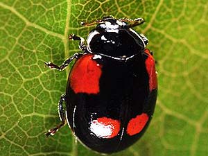 What do two-spotted lady beetles eat?