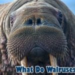 What Do Walruses Eat?