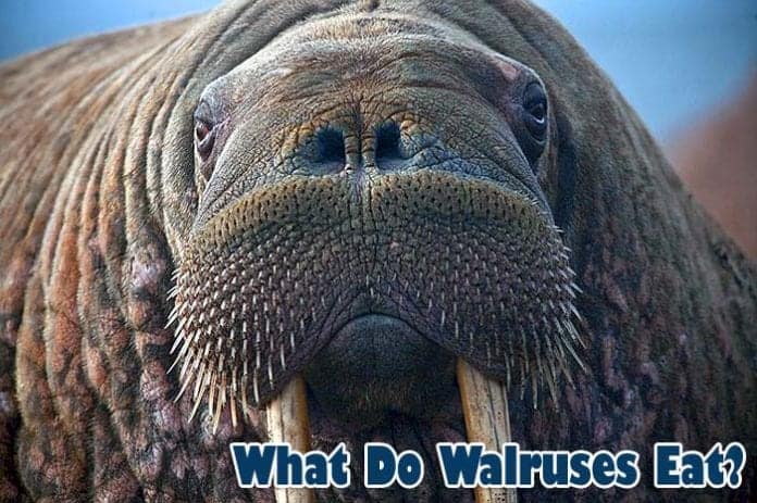What Do Walruses Eat? What Do Walruses Eat?