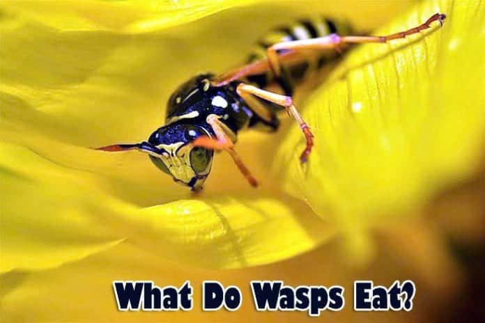 What Do Wasps Eat? What Do Wasps Eat?