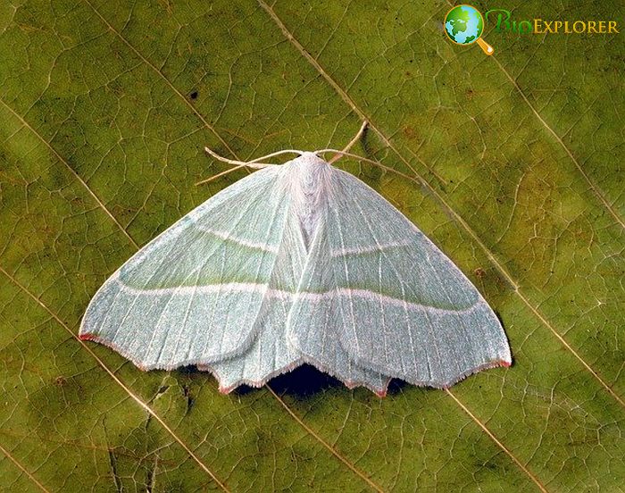 What Do Wavy-Lined Emerald Moths Eat? What Do Wavy-Lined Emerald Moths Eat?