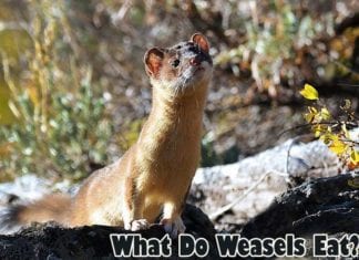 What do weasels eat?