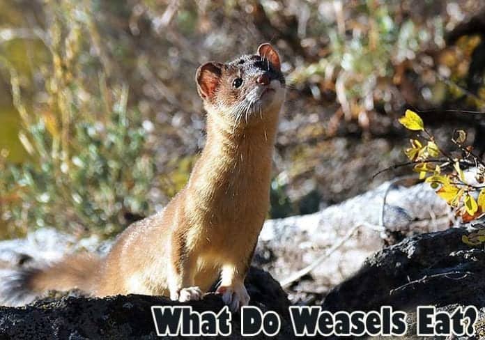 What do weasels eat? What do weasels eat?