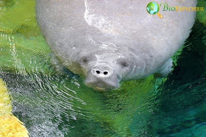 manatee eating plants