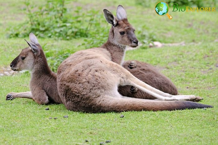 What Do Western Grey Kangaroos Eat?