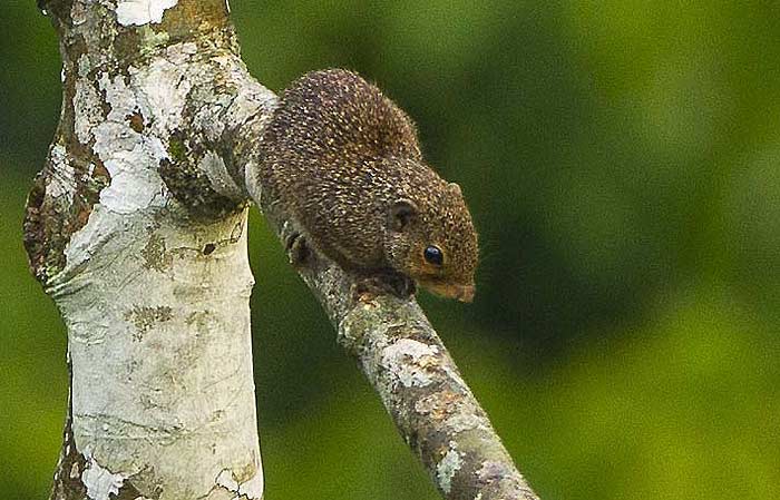 What do Western palm squirrels eat? What do Western palm squirrels eat?