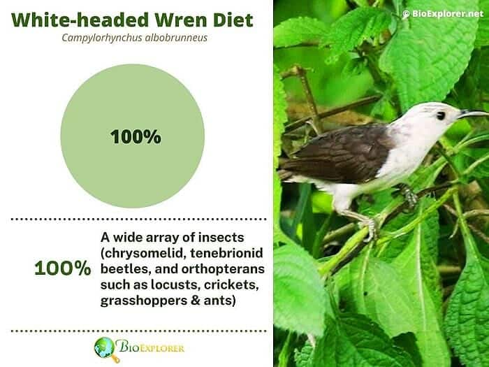 What Do White Headed Wrens Eat? What Do White Headed Wrens Eat?