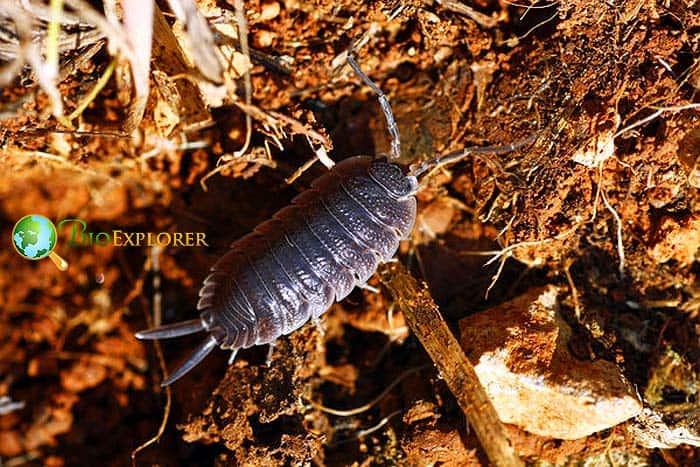 What Do Wild Pill Bugs Eat? What Do Wild Pill Bugs Eat?