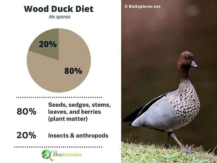 What Do Wood Ducks Eat? What Do Wood Ducks Eat?