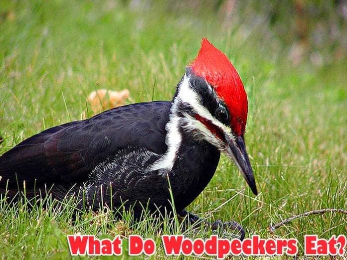 woodpecker food