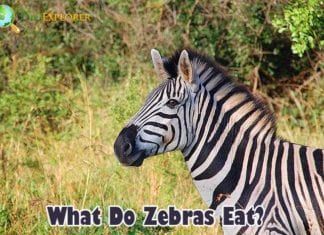 What Do Zebras Eat?