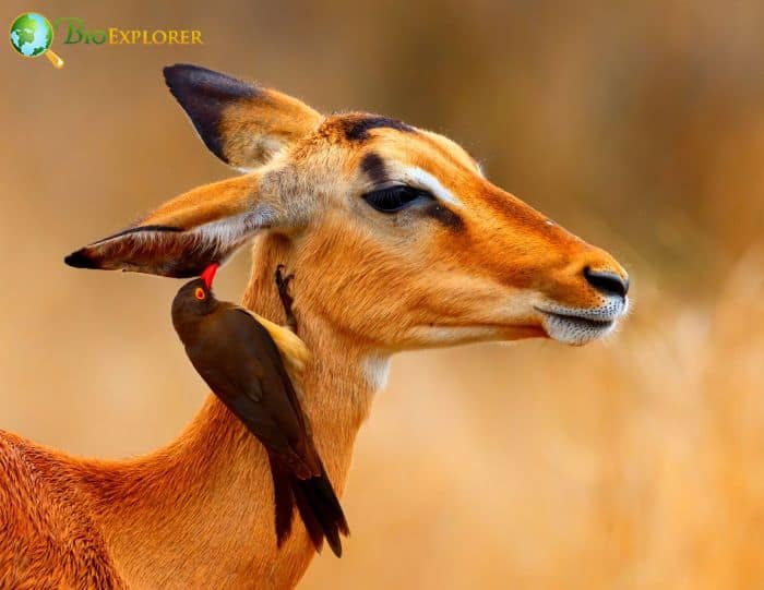 what does a red-billed oxpecker do? what does a red-billed oxpecker do?
