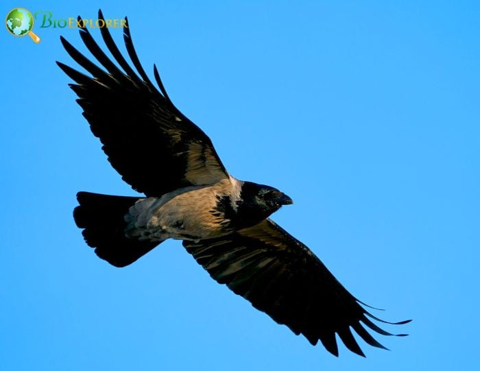 what does the hooded crow symbolize? what does the hooded crow symbolize?