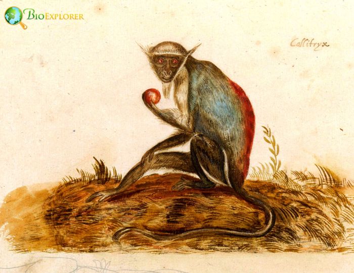 What Eats Green Monkeys? What Eats Green Monkeys?