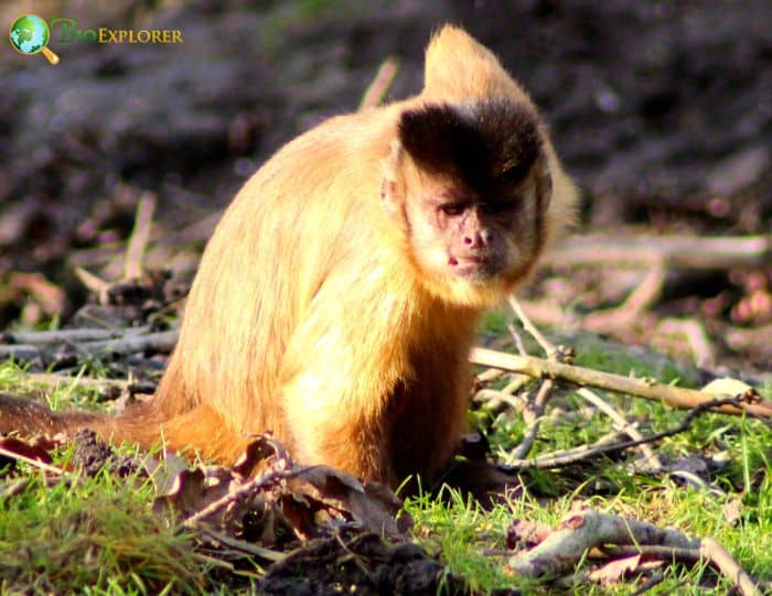 What Eats Guianan Brown Capuchins? What Eats Guianan Brown Capuchins?