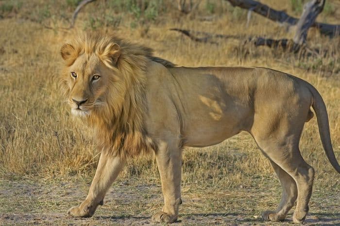 What Eats Ursine Colobus Monkeys Lion? What Eats Ursine Colobus Monkeys Lion?