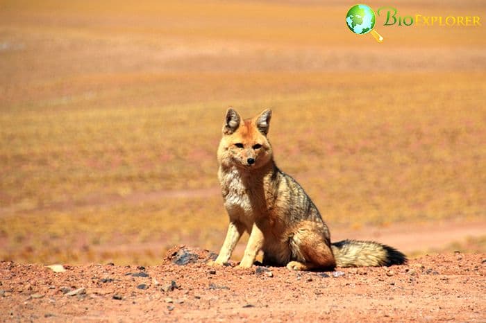 What Eats Alpacas? (Foxes) What Eats Alpacas? (Foxes)