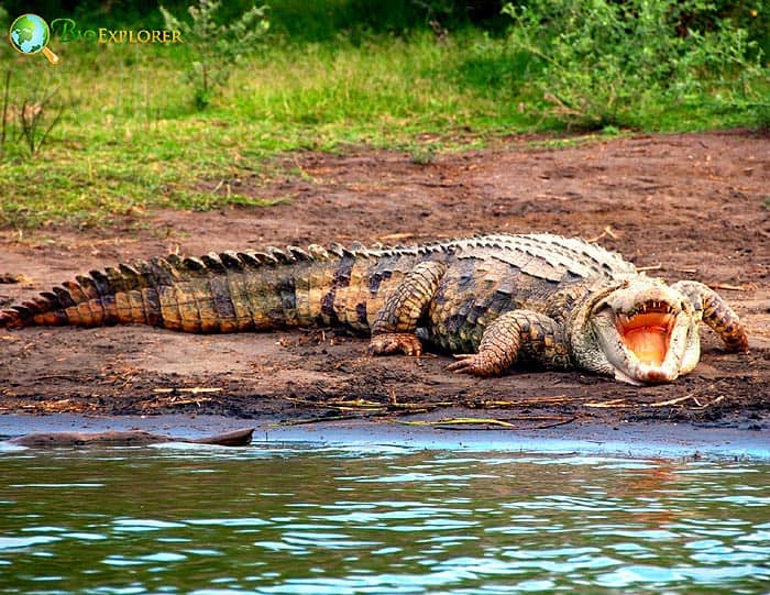 What eats baboons? (Nile Crocodiles)