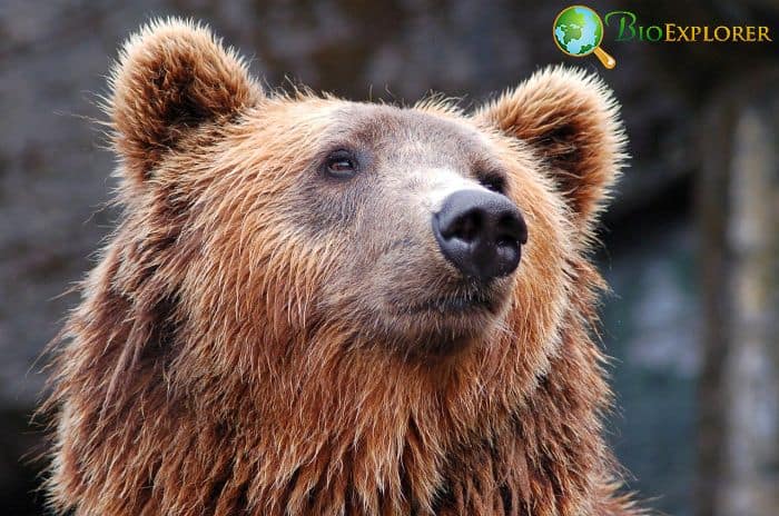 What eats beavers? What eats beavers?
