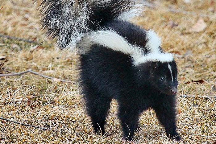 What Eats Bees? Skunks What Eats Bees? Skunks