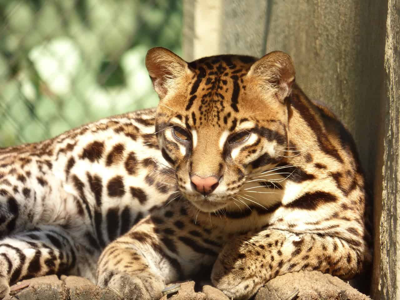 what eats black-faced lion tamarins? (Ocelots) what eats black-faced lion tamarins? (Ocelots)