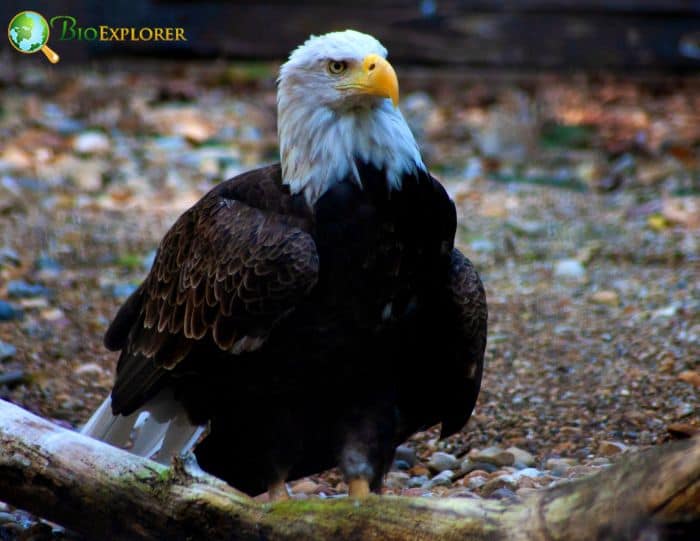 What Eats Black Vultures? What Eats Black Vultures?