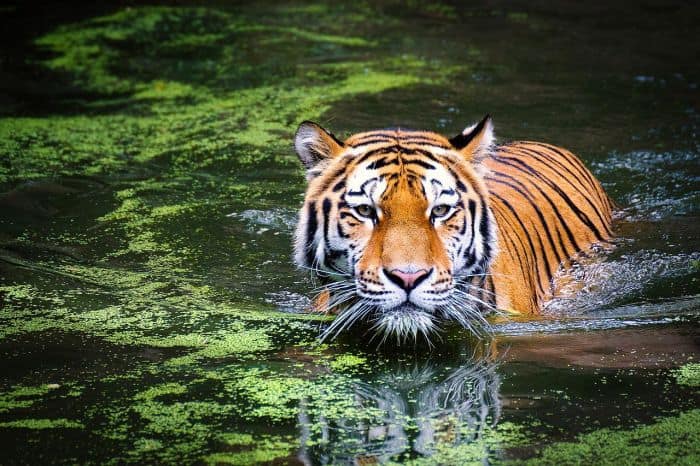 What eats capped langurs? (Tigers) What eats capped langurs? (Tigers)
