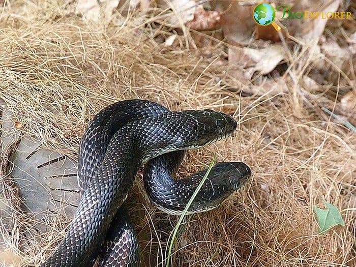What Eats Cardinals? (Black Rat Snakes) What Eats Cardinals? (Black Rat Snakes)