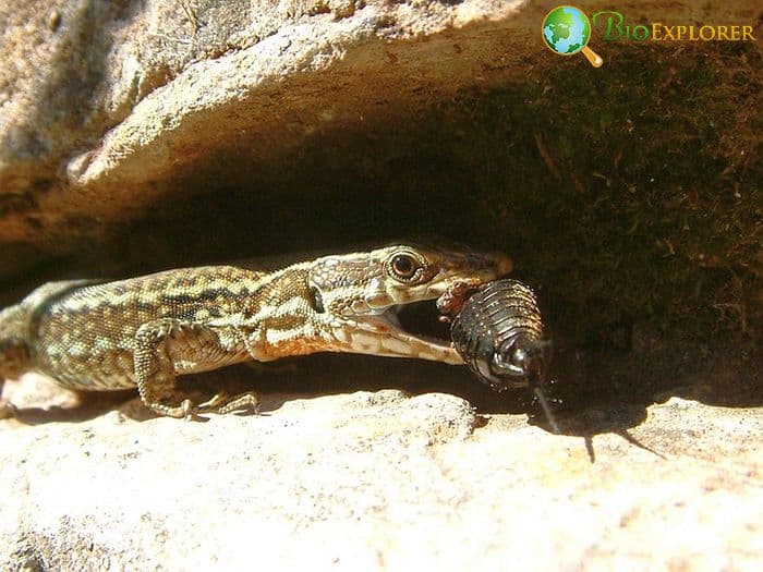 What Eats Crickets? What Eats Crickets?