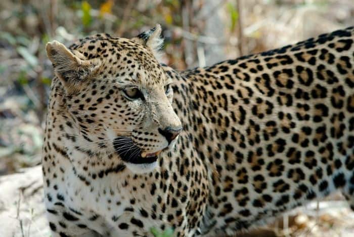 What Eats Diana Monkeys Leopards? What Eats Diana Monkeys Leopards?