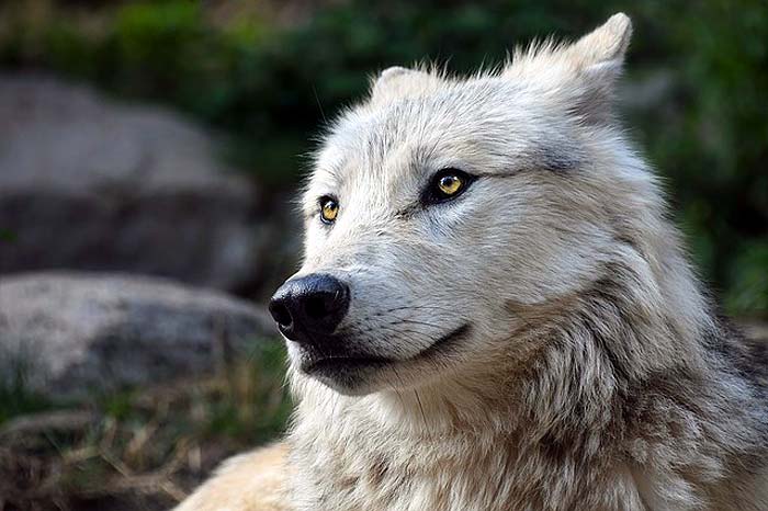 What Eats Eagles? Wolves What Eats Eagles? Wolves