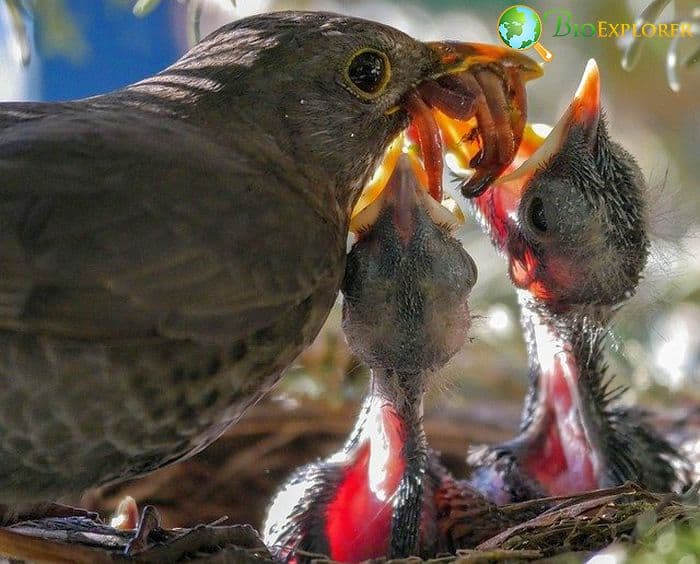 What Eats Earthworms Birds What Eats Earthworms Birds